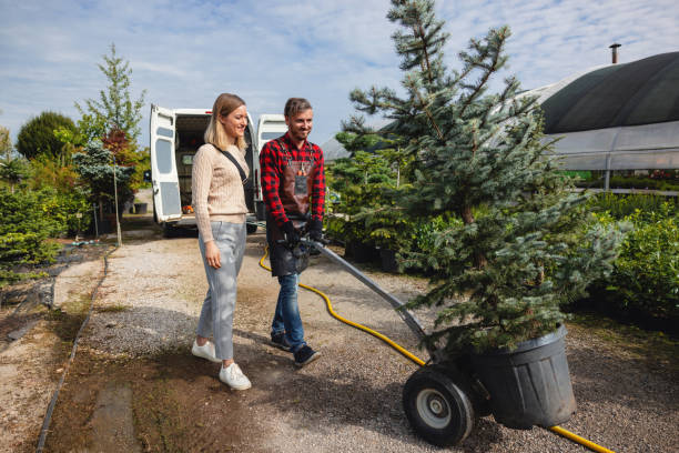 Reliable Sunset, FL Tree Service Solutions